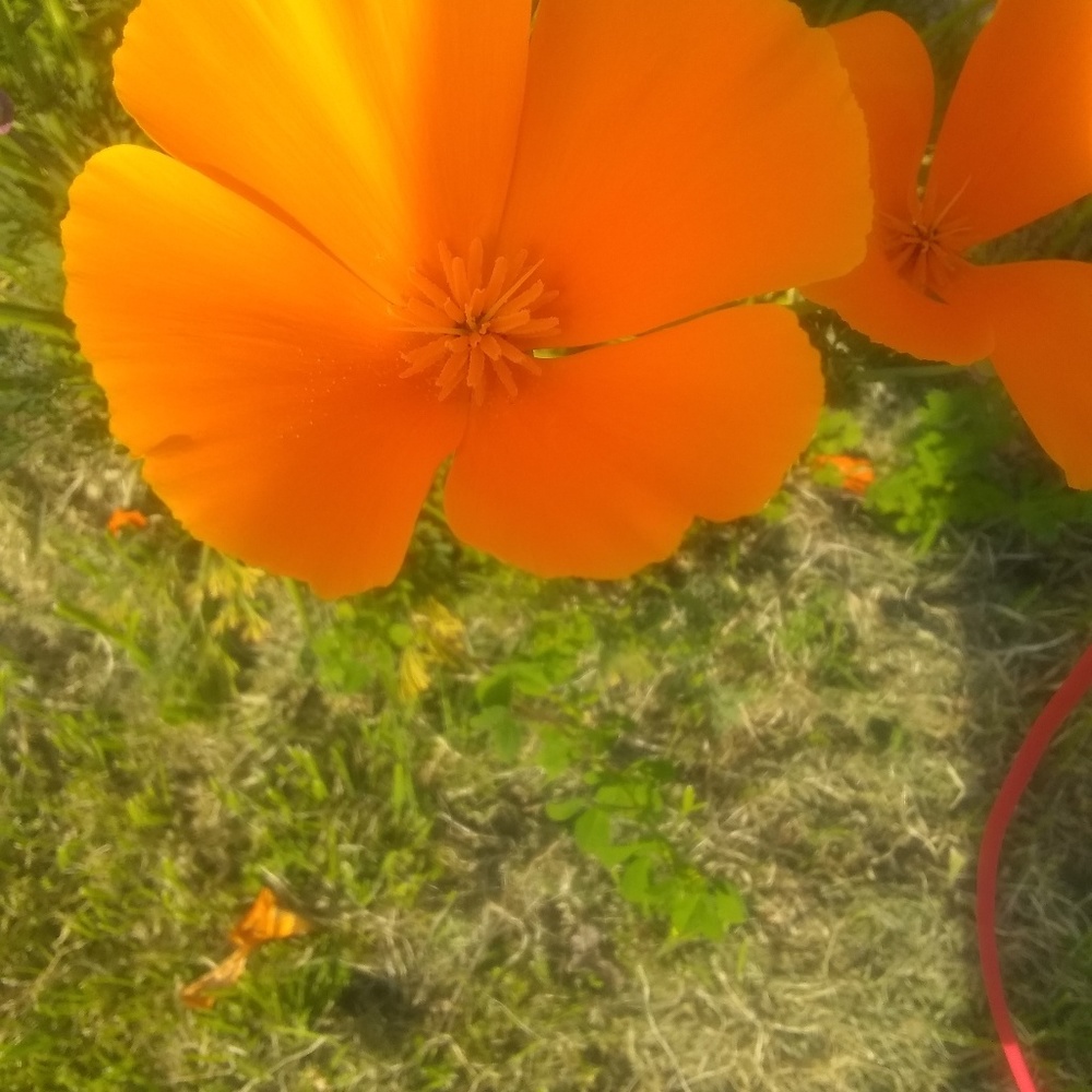 Meet your Posher, Dirly